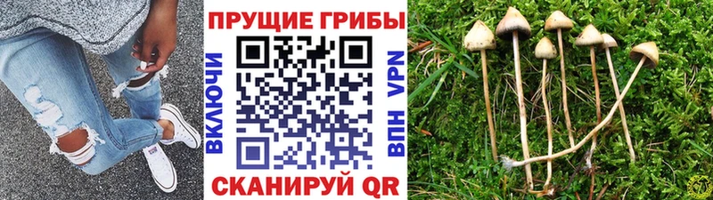 Галлюциногенные грибы Psilocybine cubensis  купить наркотики цена  блэк спрут   Верхотурье 